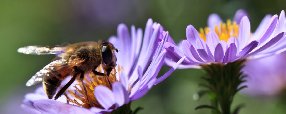 bee on a violet flower